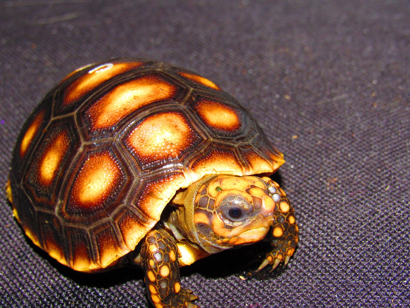 Wango Mango Tortoise Forum